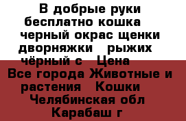 В добрые руки бесплатно,кошка,2.5черный окрас,щенки дворняжки,3 рыжих 1 чёрный,с › Цена ­ - - Все города Животные и растения » Кошки   . Челябинская обл.,Карабаш г.